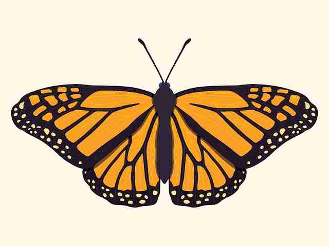 一文读懂P站官网入口粉丝经济：引爆指南《真相》  第2张